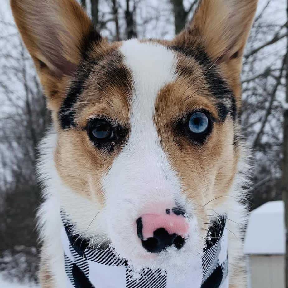 Corgi American Bulldog Mix