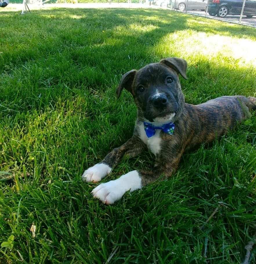 German shepherd american bulldog mix