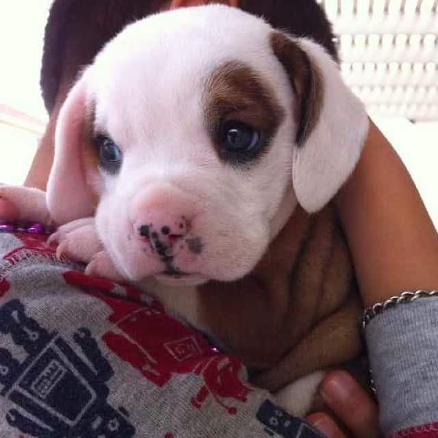 Beagle American Bulldog Mix 