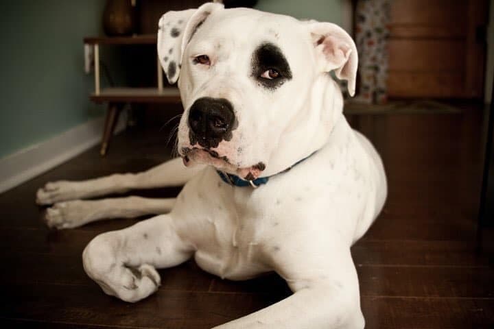 Bull Mastiff American Bulldog Mix