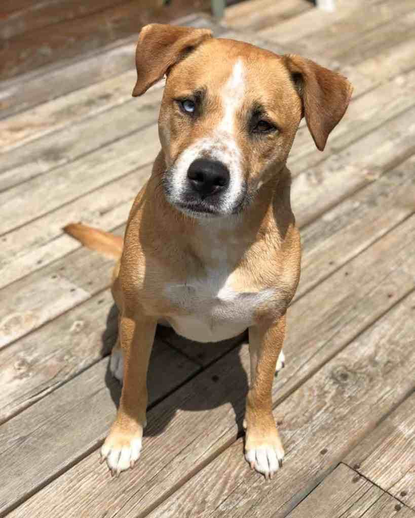 Great Dane American Bulldog Mix 