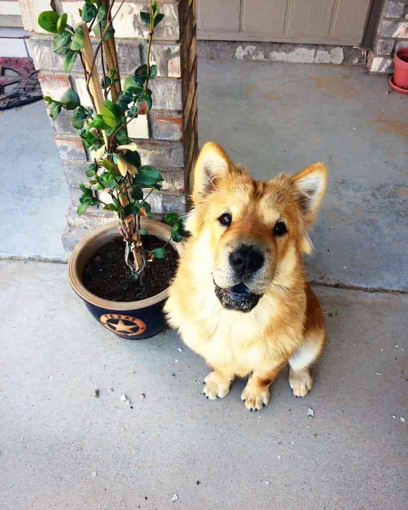 Chow chow american bulldog mix