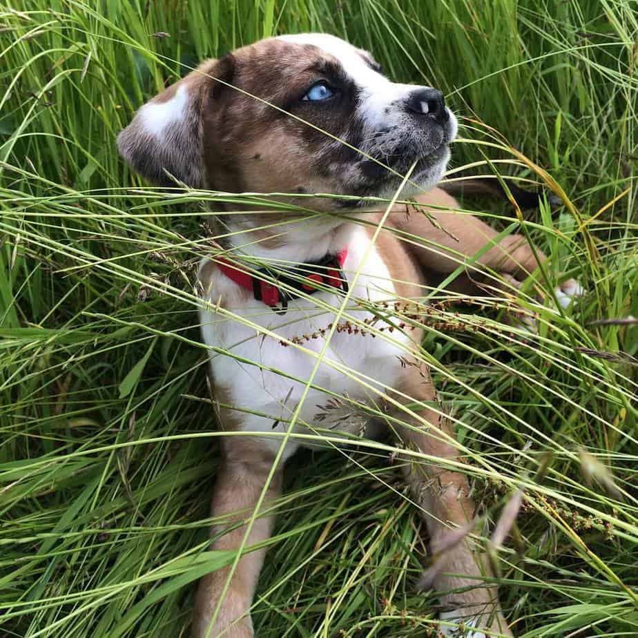 Border collie american bulldog mix 