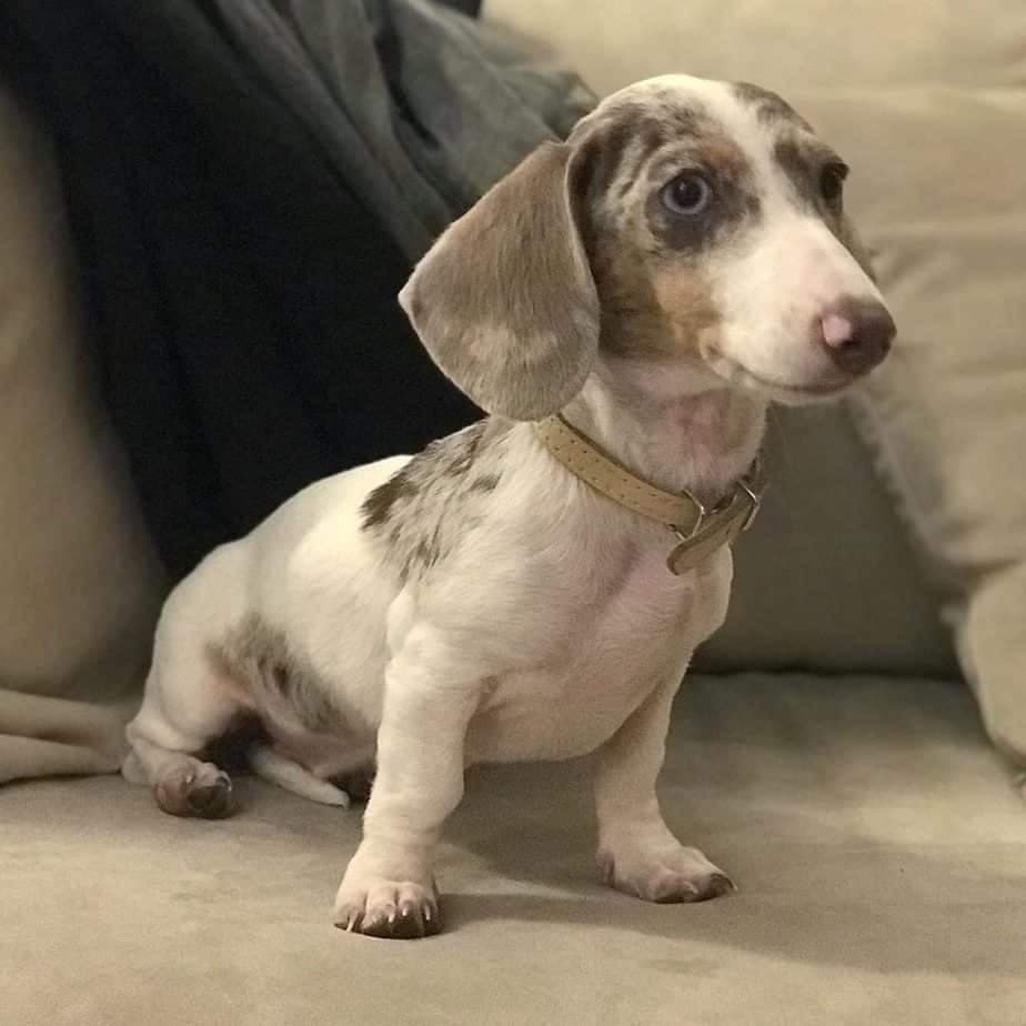 Dachshund American Bulldog Mix 