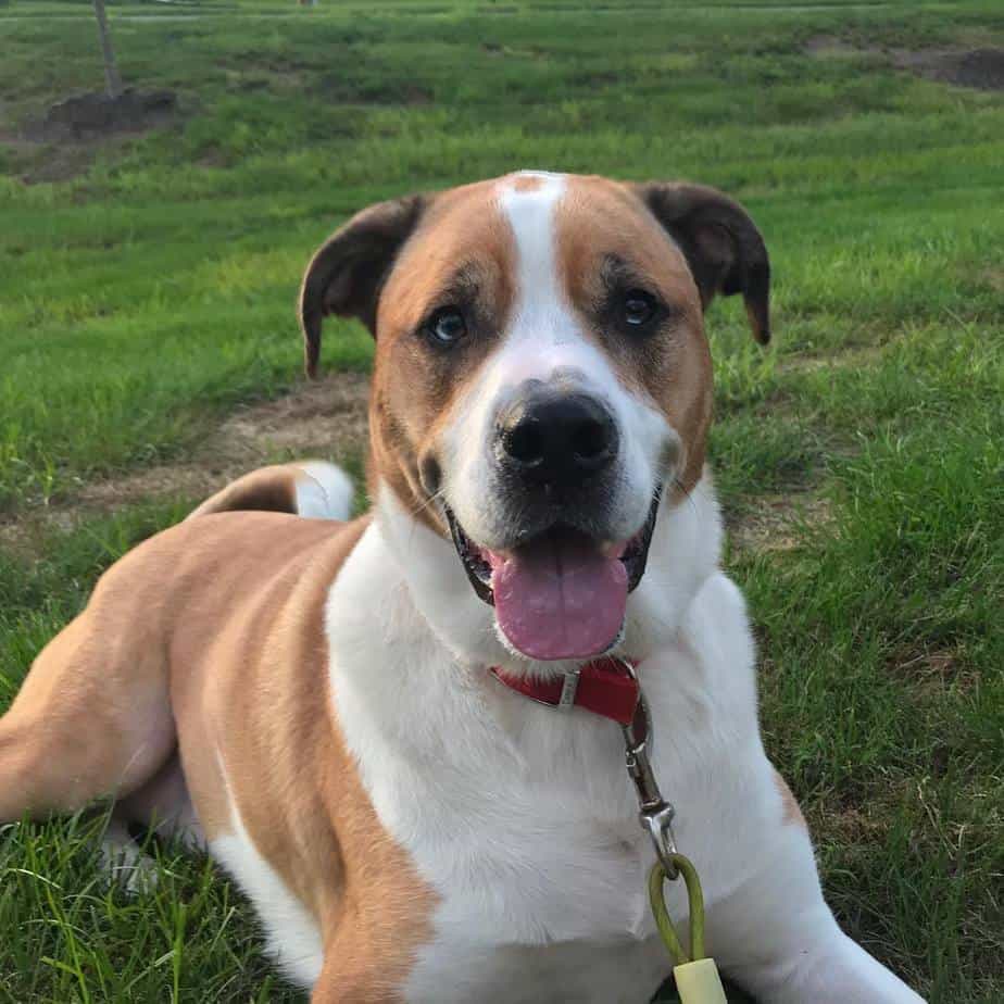 St. Bernard American Bulldog Mix