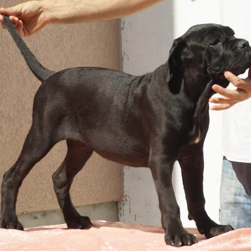 Cane Corso American Bulldog Mix 