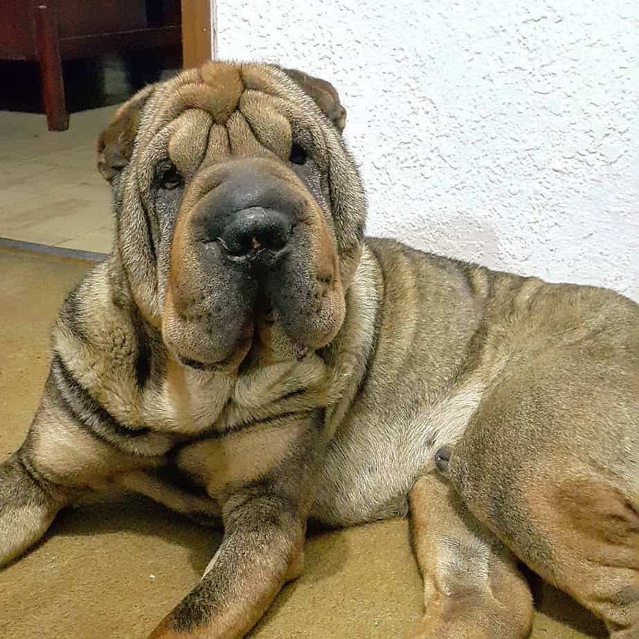 Shar pei american bulldog mix 