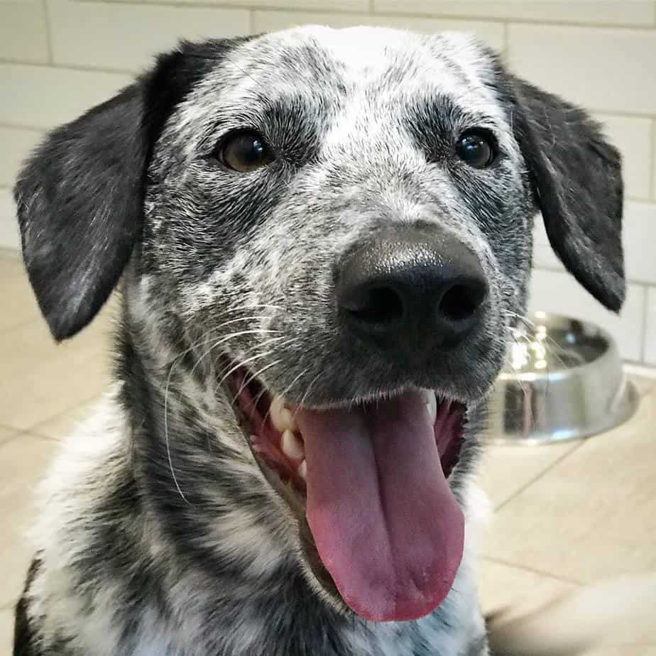 Blue Heeler American Bulldog Mix 