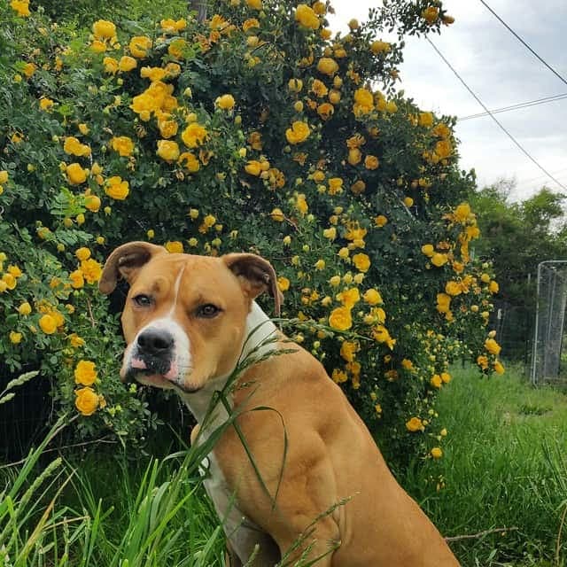 English bulldog american bulldog mix 