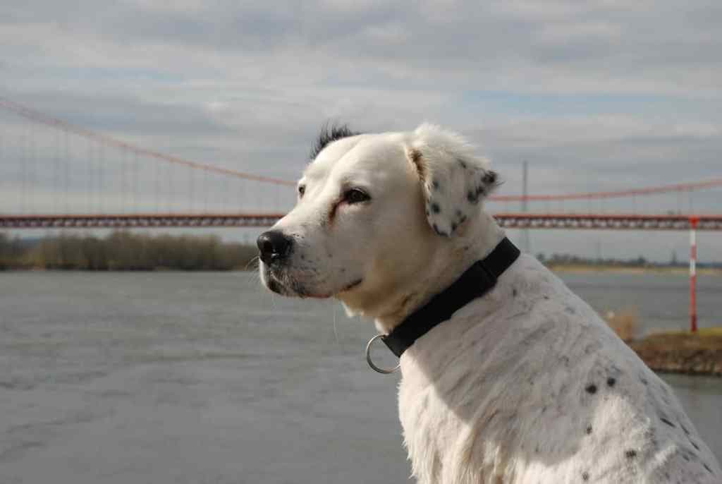 Golden retriever american bulldog mix 