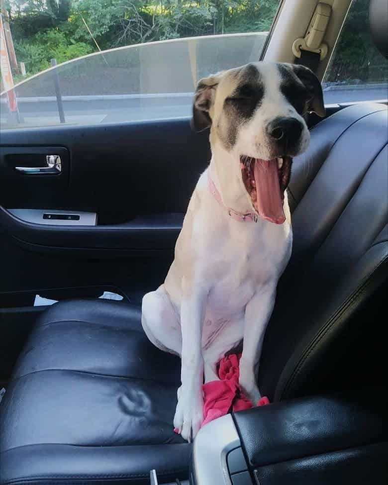 Great pyrenees american bulldog mix