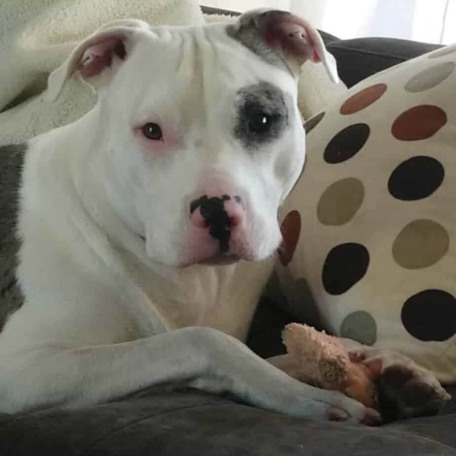 Catahoula american bulldog mix 