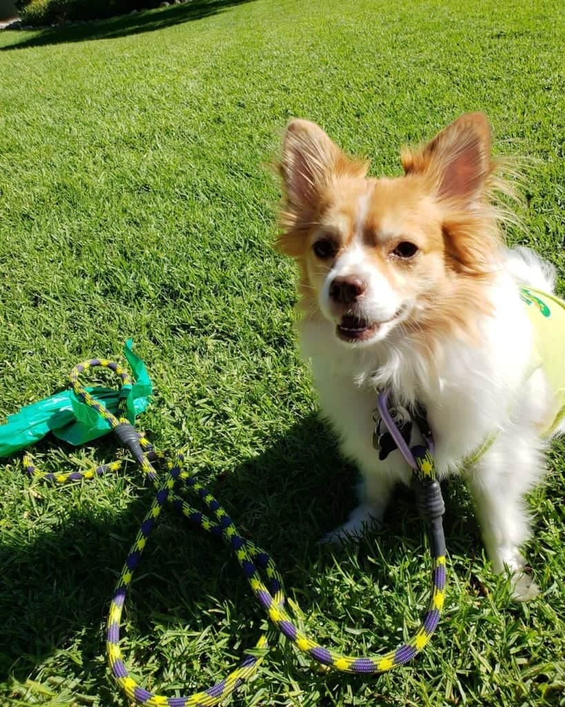 Corgi Papillon Mix