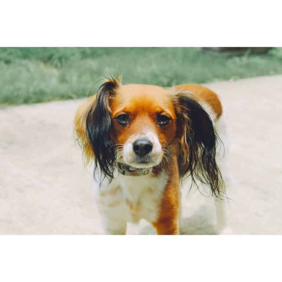 47 Papillon Mix Breeds