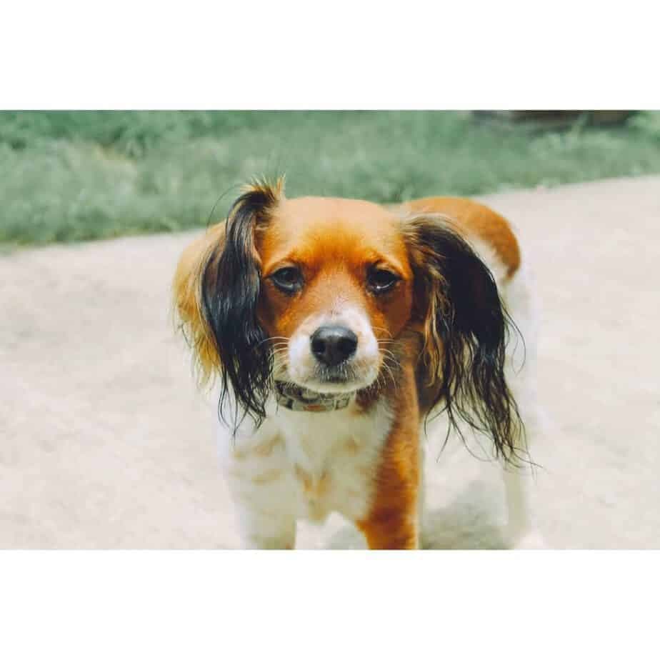 Beagle Papillon Mix