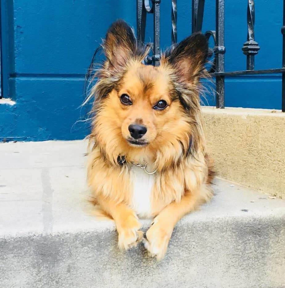 Shih tzu papillon mix