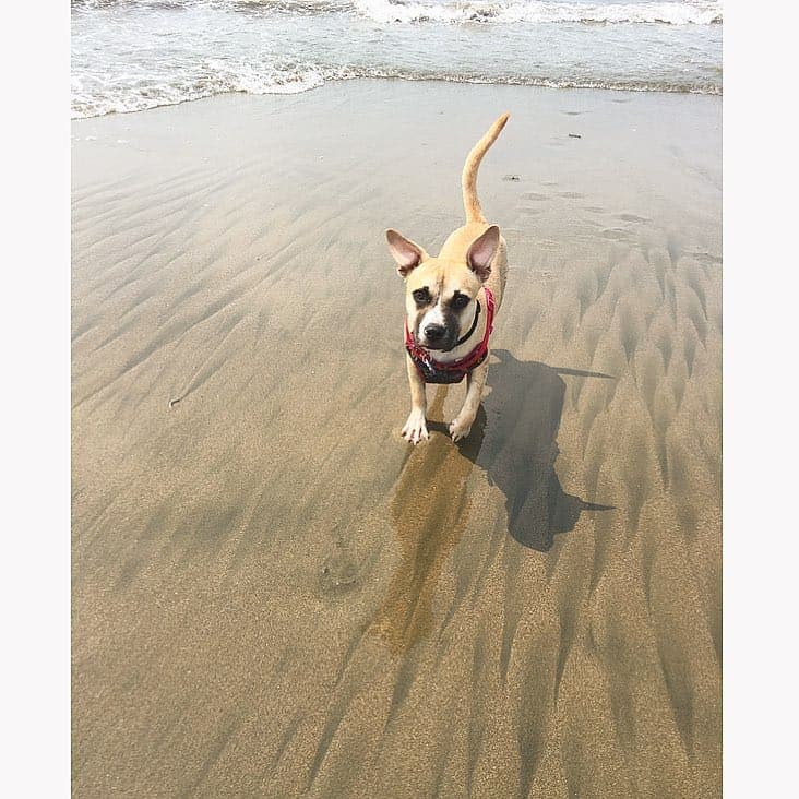 Corgi great dane mix