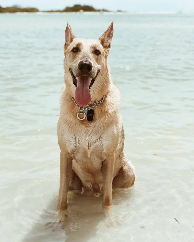 German shepherd great dane mix