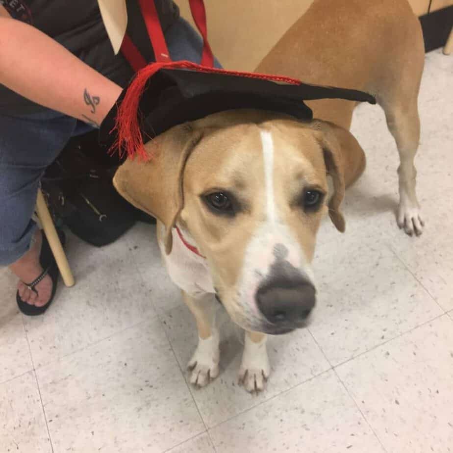 Beagle Great Dane Mix