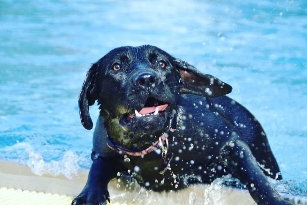 Labrador great dane mix