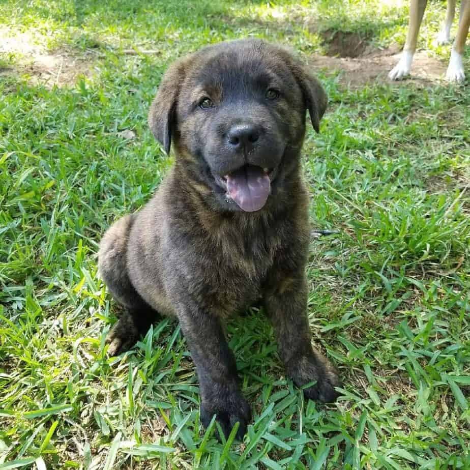 Chow chow great dane mix