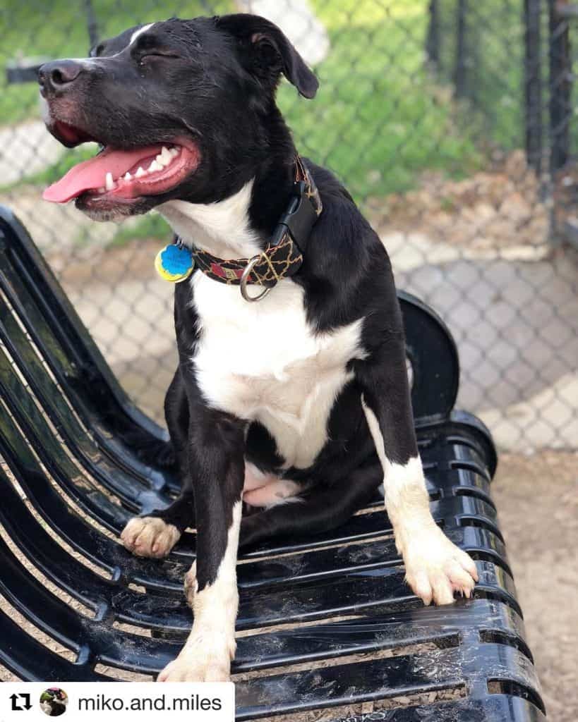 Border Collie Great Dane Mix