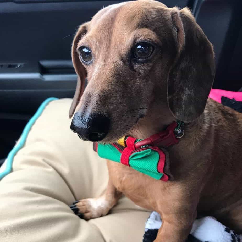 Dachshund great dane mix