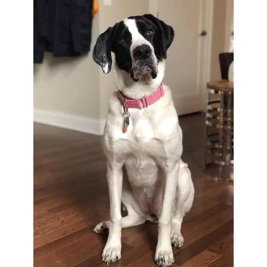 St. Bernard Great Dane Mix