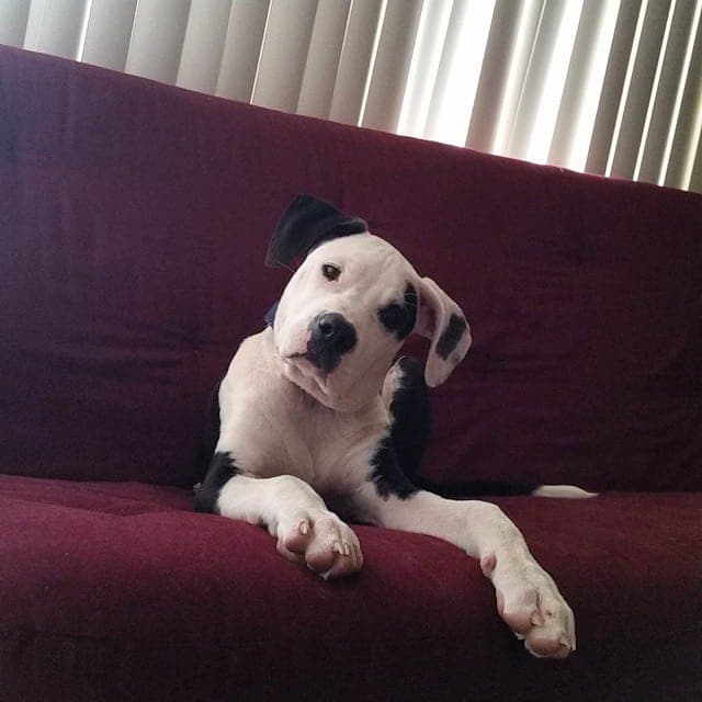 American Bulldog Great Dane Mix