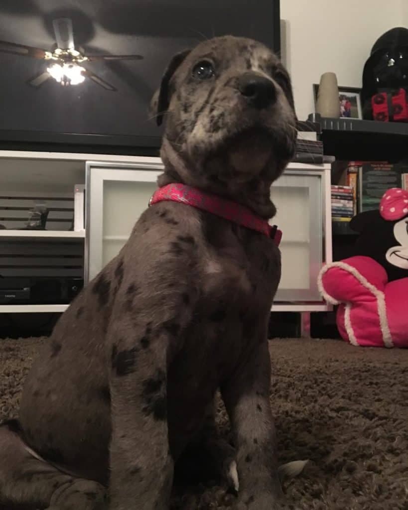 Cane Corso Great Dane Mix