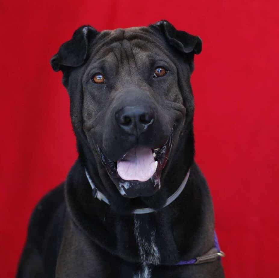 Shar Pei Great Dane Mix