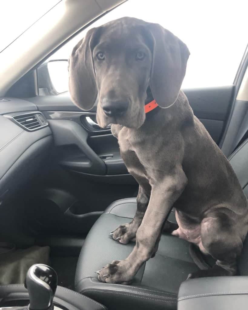 Blue heeler great dane mix