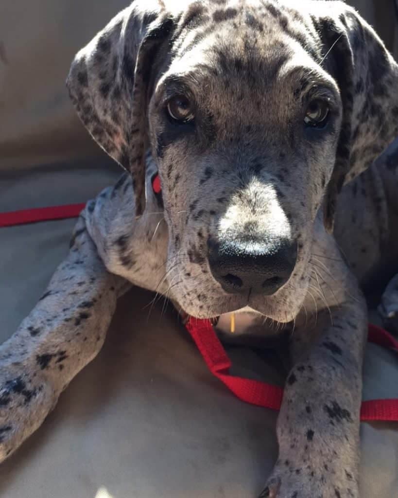 English bulldog great dane mix