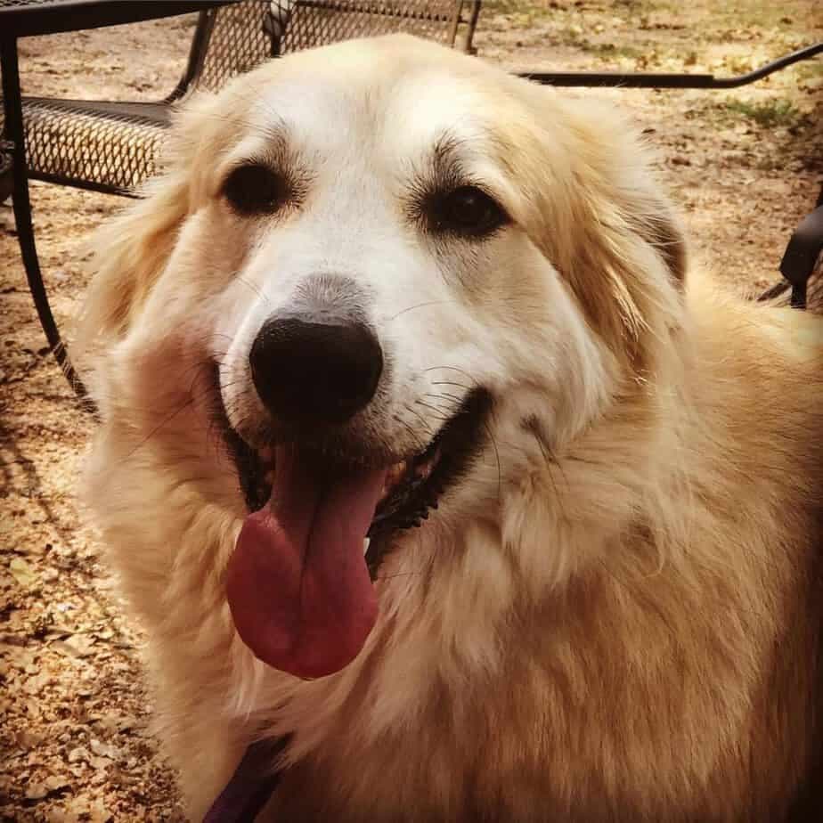 Great pyrenees great dane mix