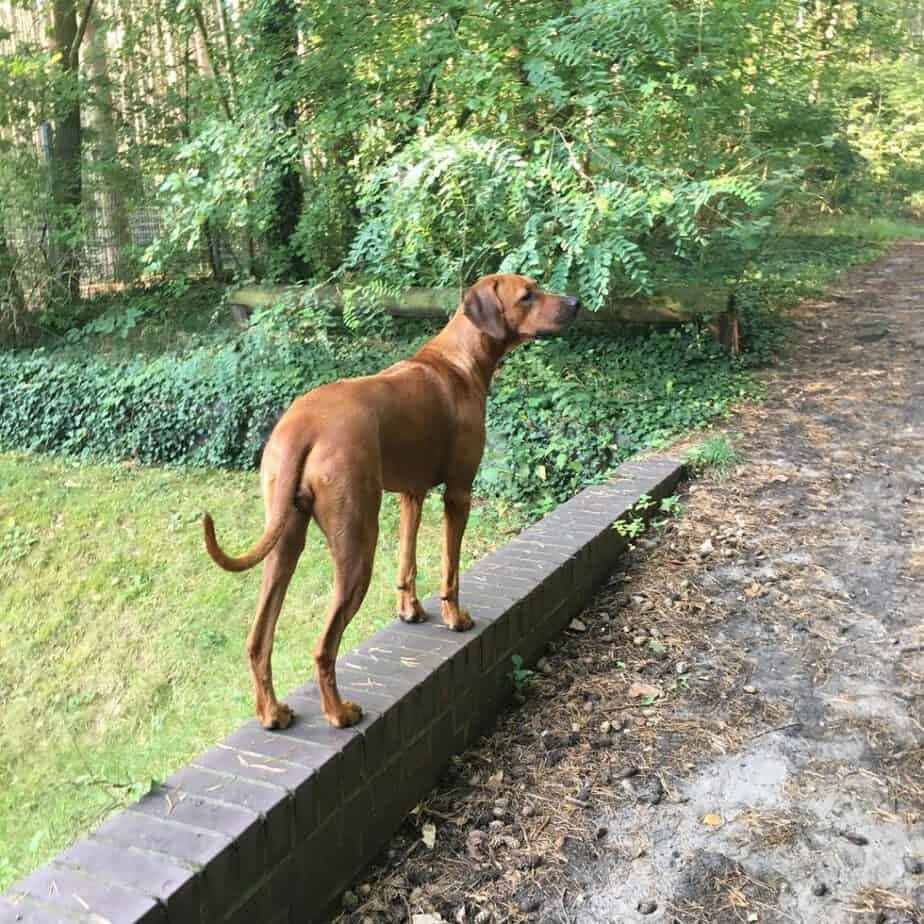 Rhodesian Ridgeback Great Dane Mix