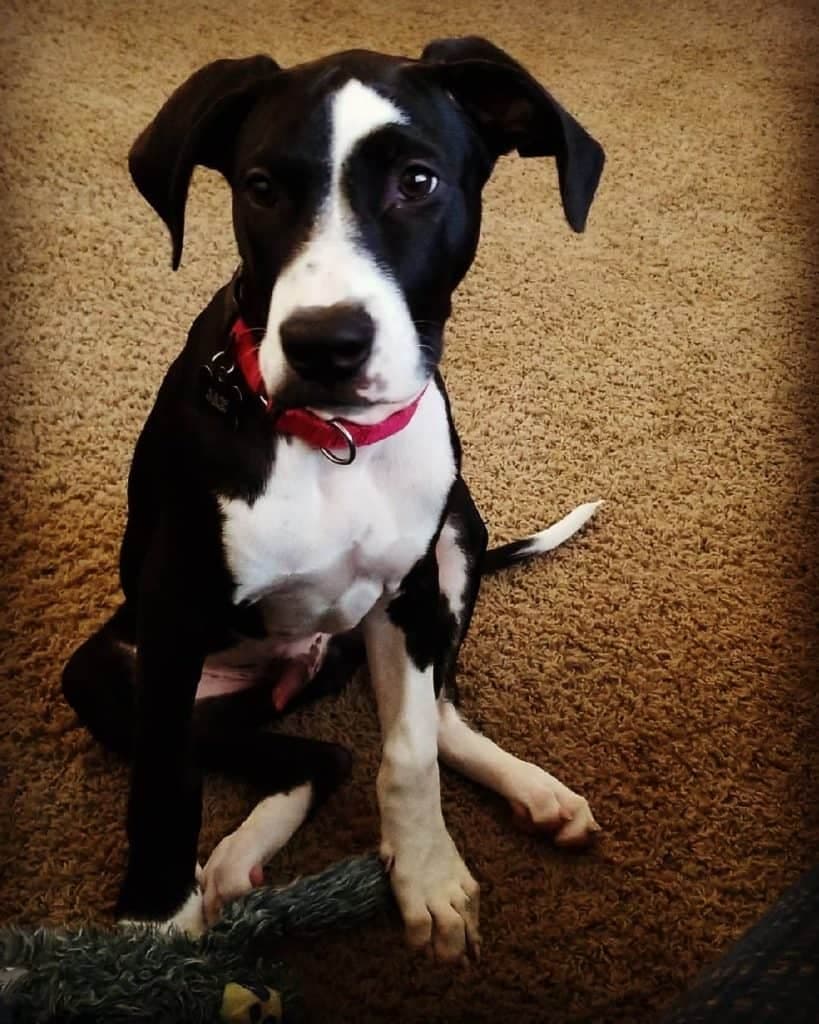 Australian Shepherd Great Dane Mix