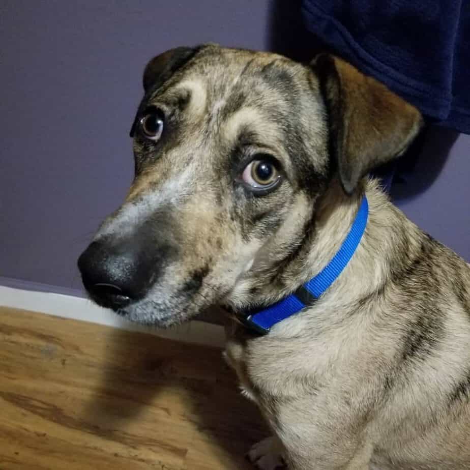 Catahoula Great Dane Mix