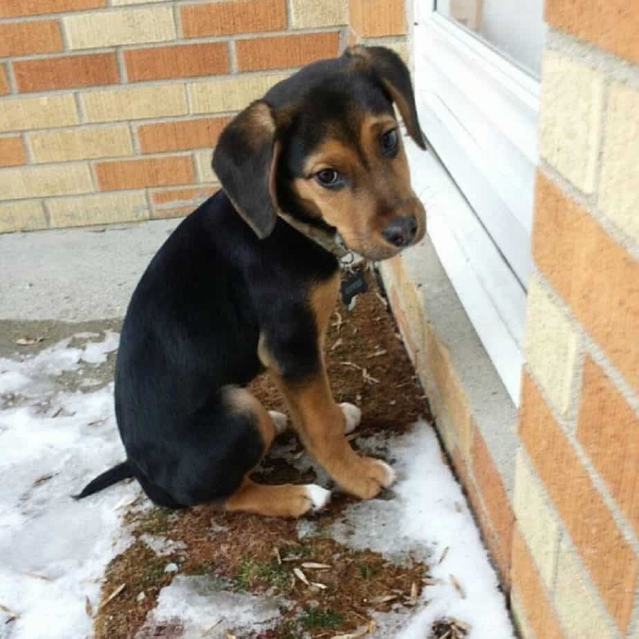 Beagle x Rottweiler Mix