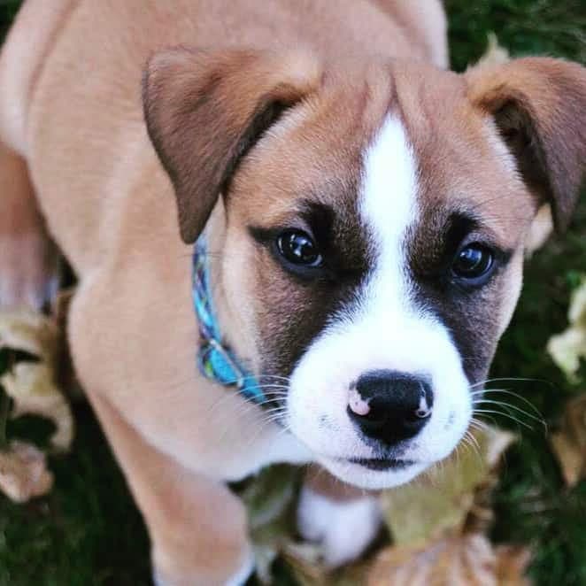 Labrador x Rottweiler Mix