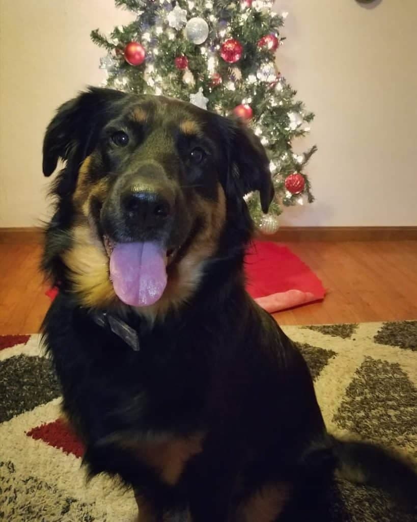 Border collie x rottweiler mix