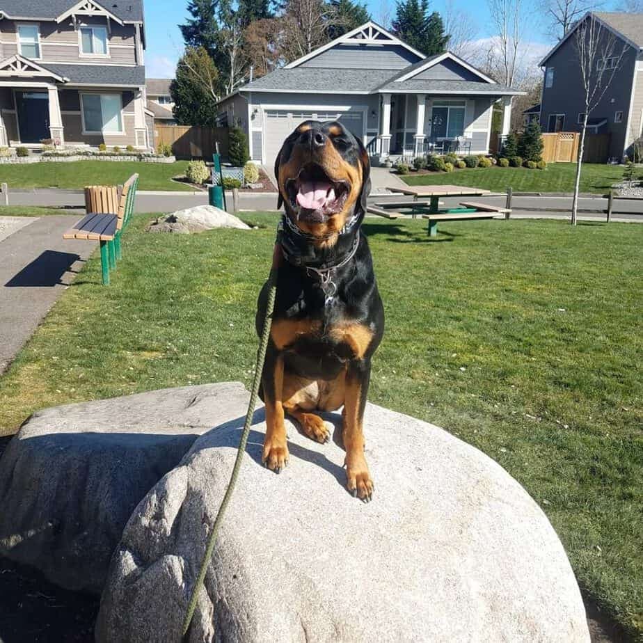 Australian Shepherd x Rottweiler Mix