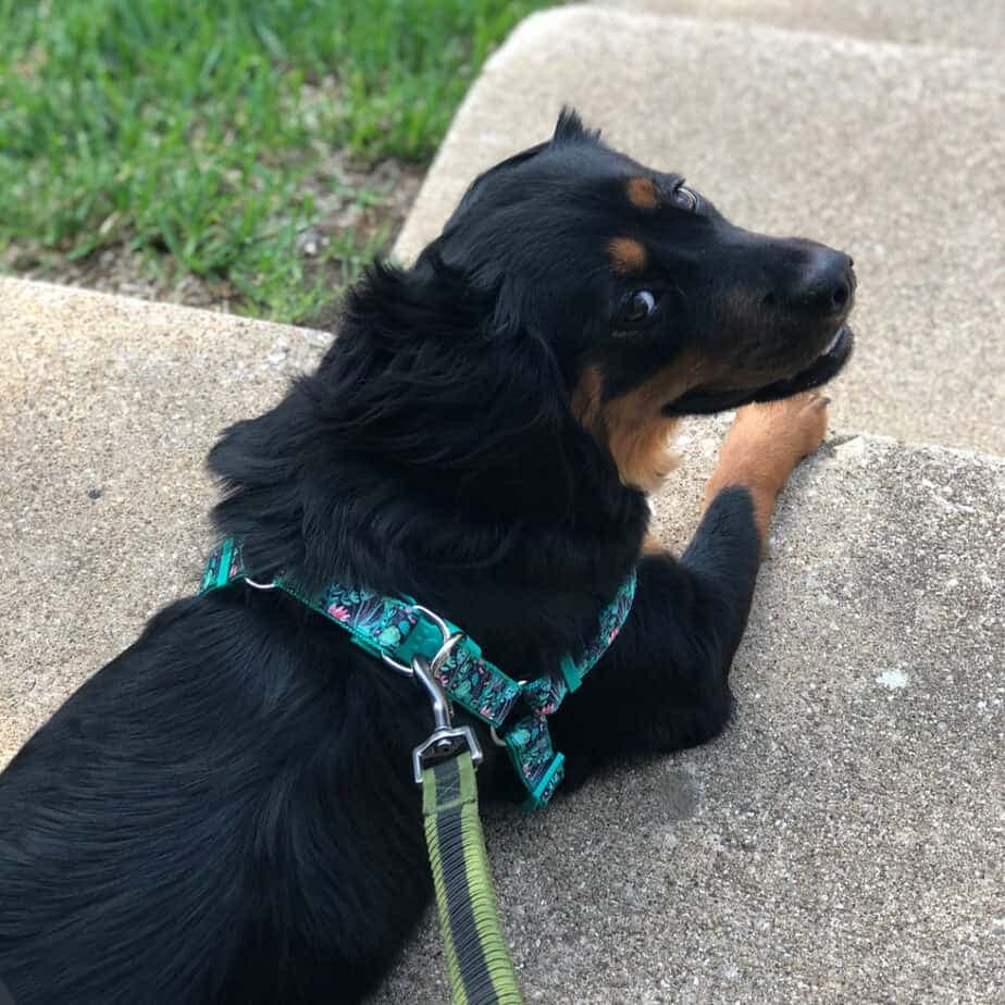 Pug x Rottweiler Mix