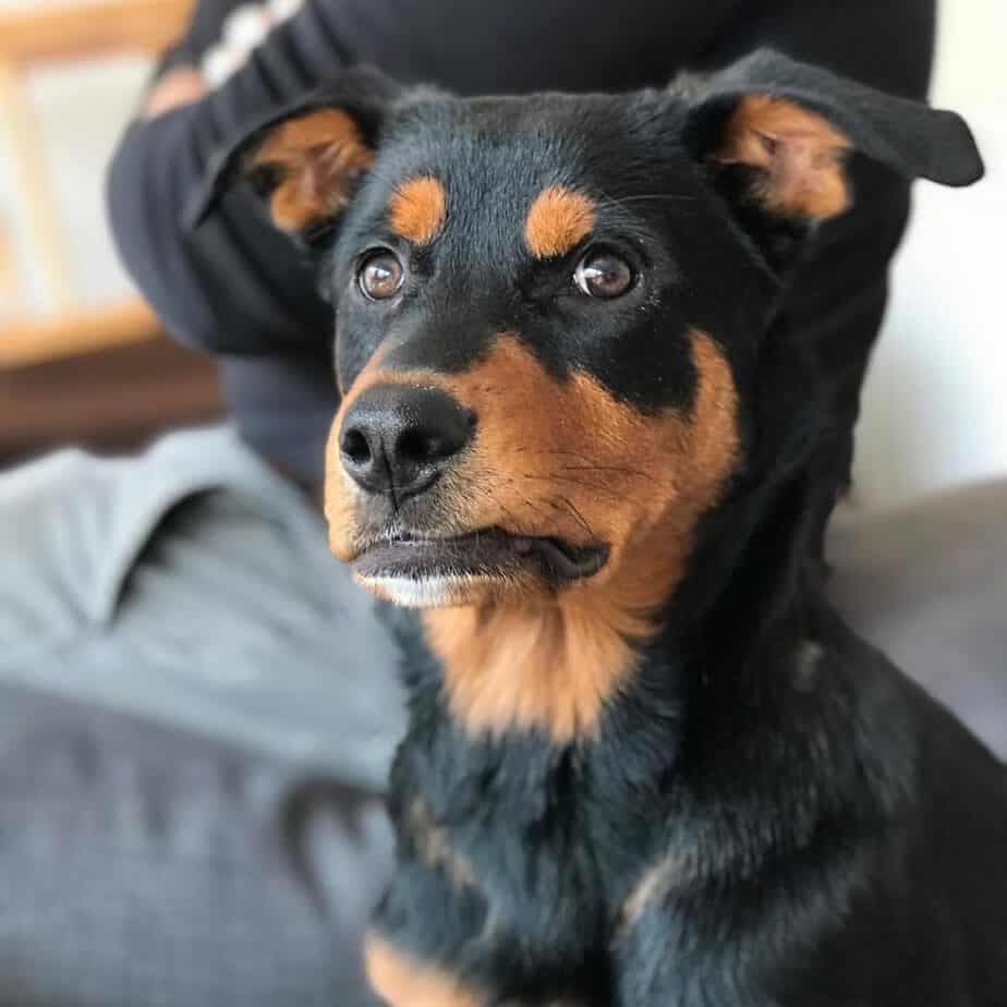 Shar Pei x Rottweiler Mix