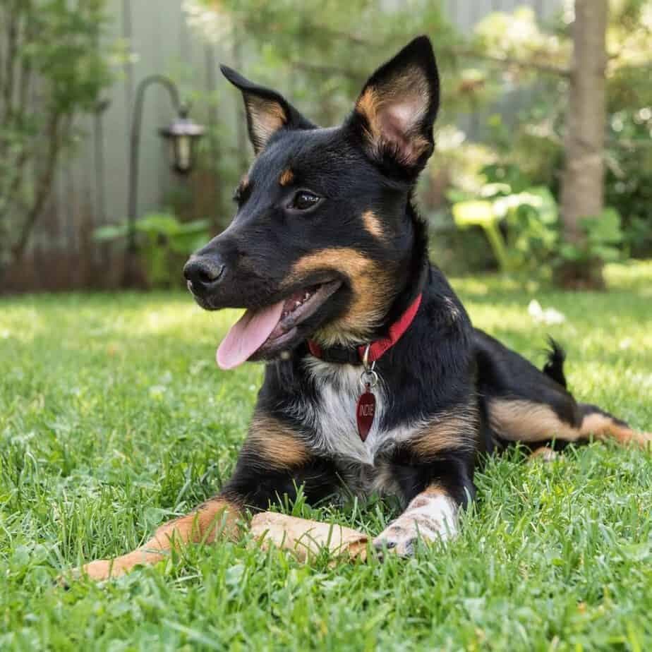 Akita x Rottweiler Mix