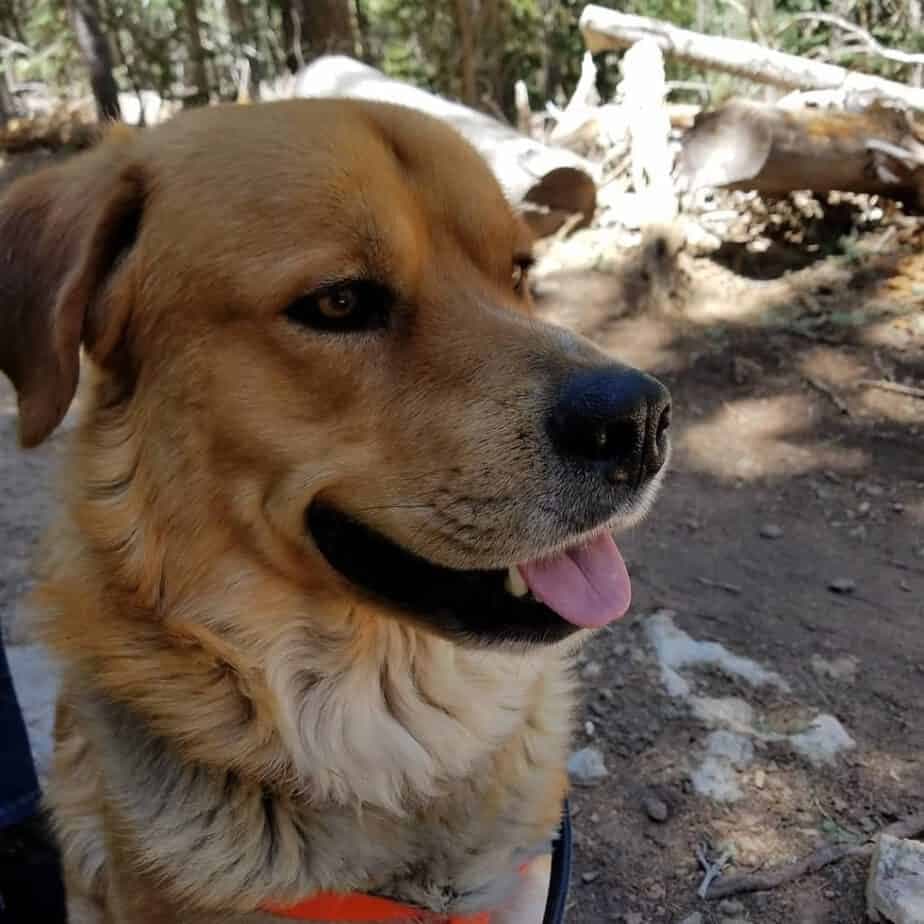 Golden retriever x rottweiler mix