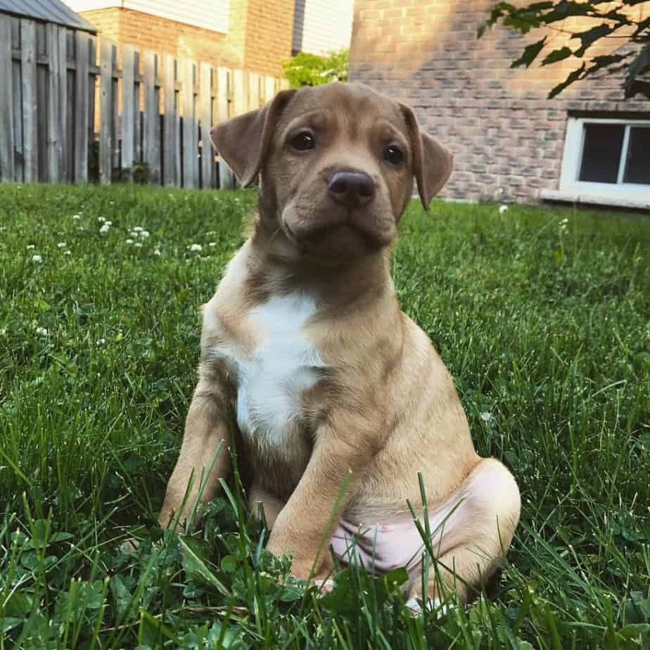 Bernese Mountain Dog x Rottweiler Mix