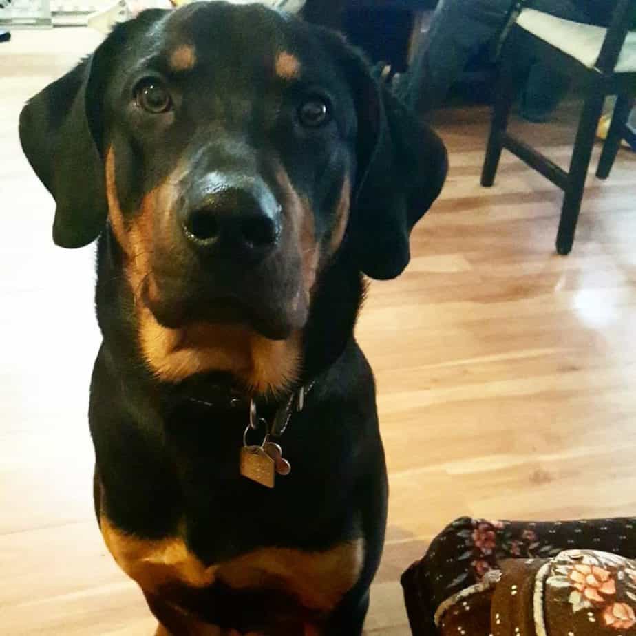 coonhound rottweiler mix