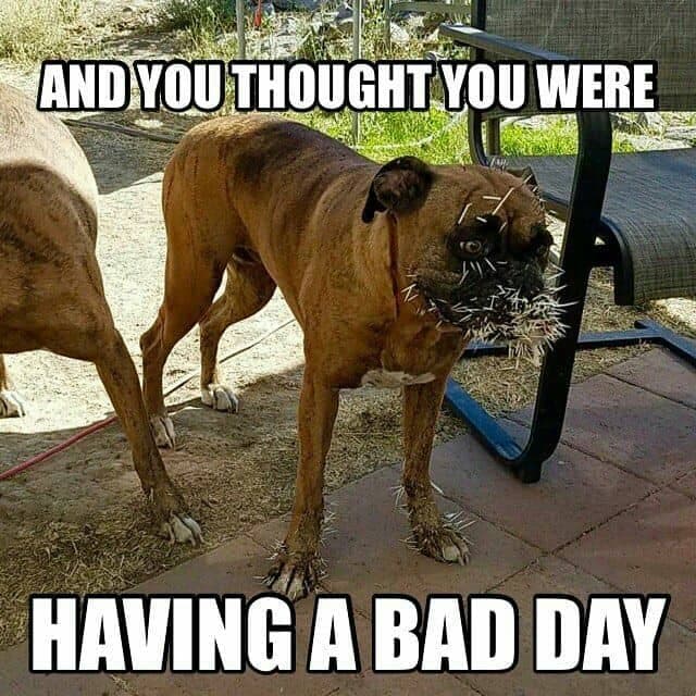 Boxer meme - and you thought you were having a bad day