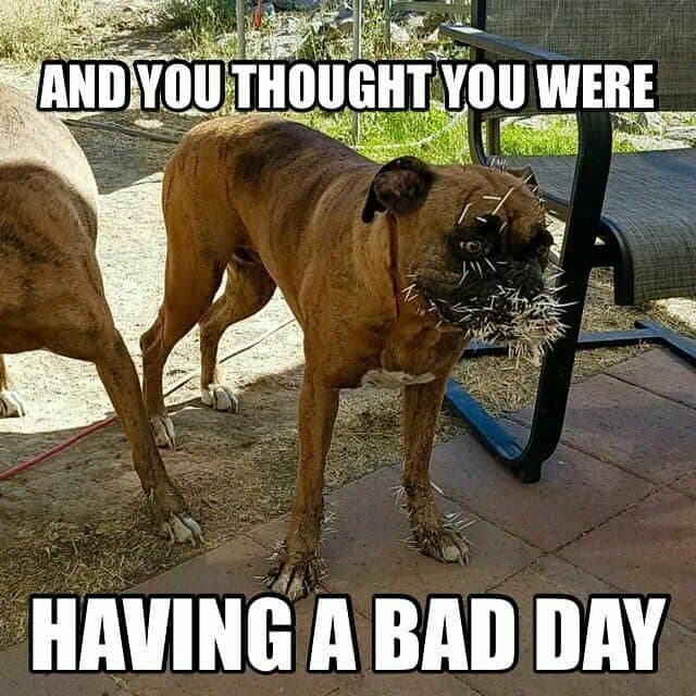 Boxer Meme - And you thought you were having a bad day