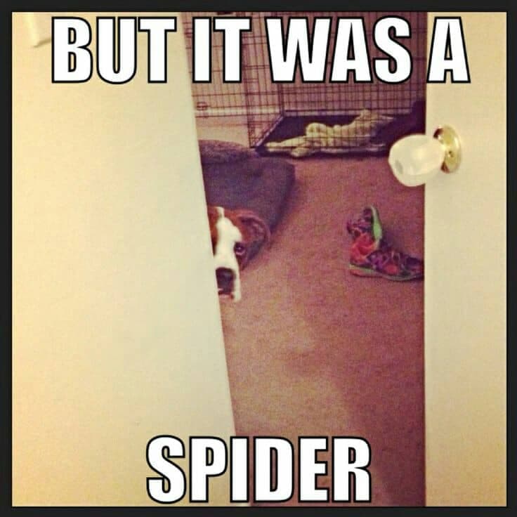 Boxer meme - but it was a spider